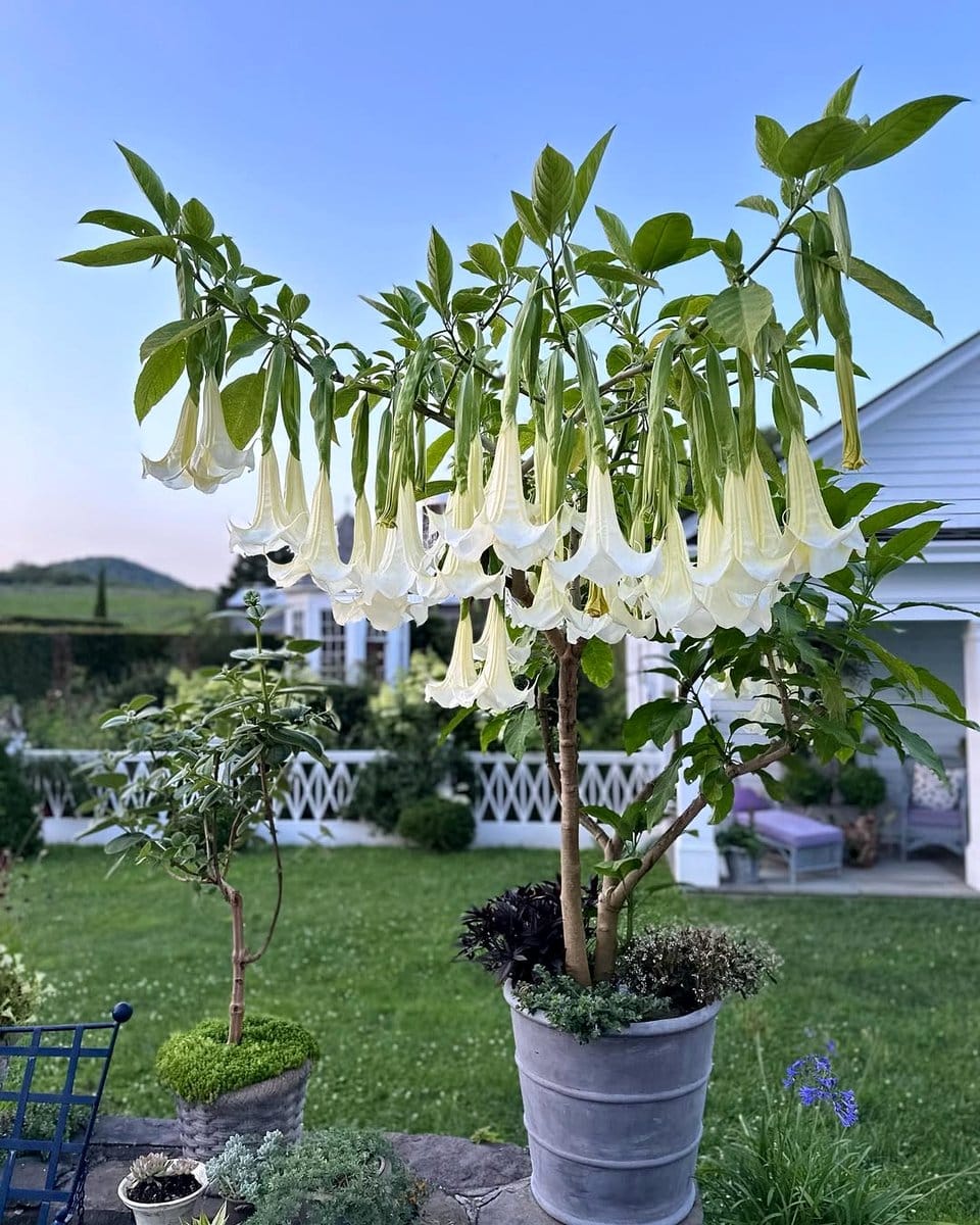 angel's trumpet flowers