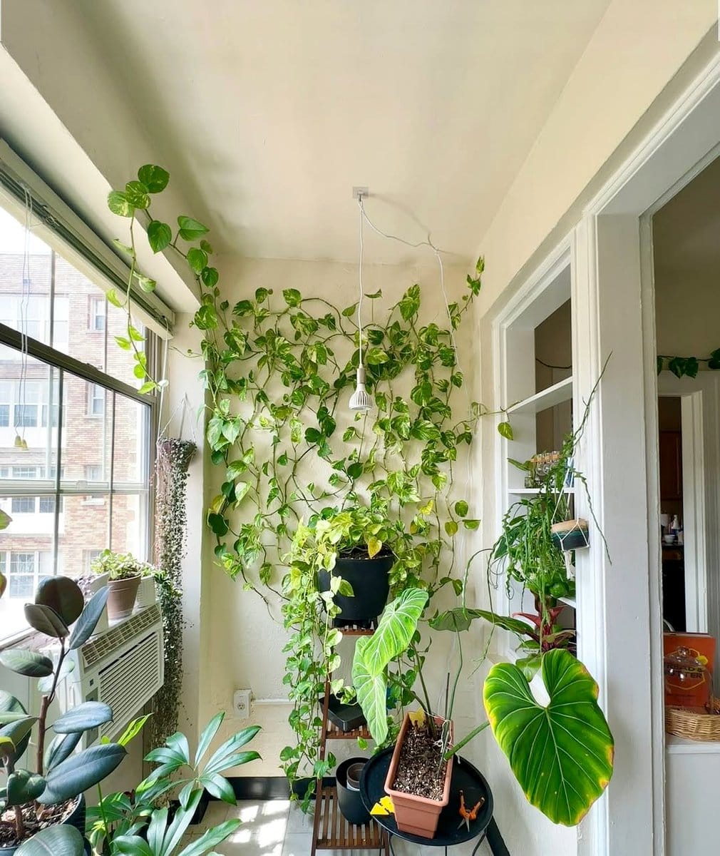 string wall with climbing plants
