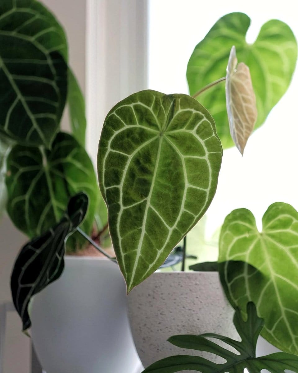 indoor plant with eggshells in pot