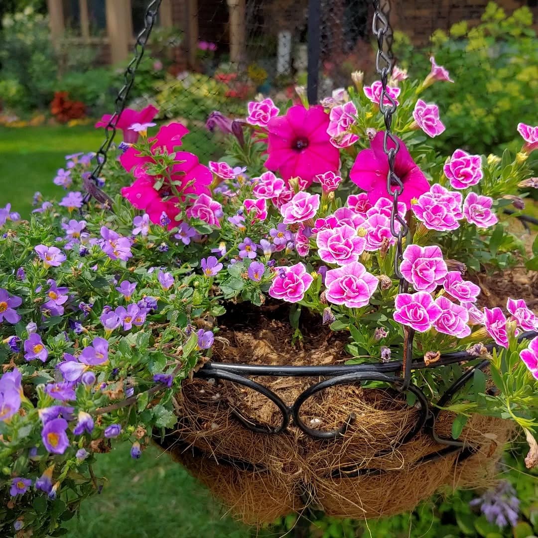 bacopa in hanging water container