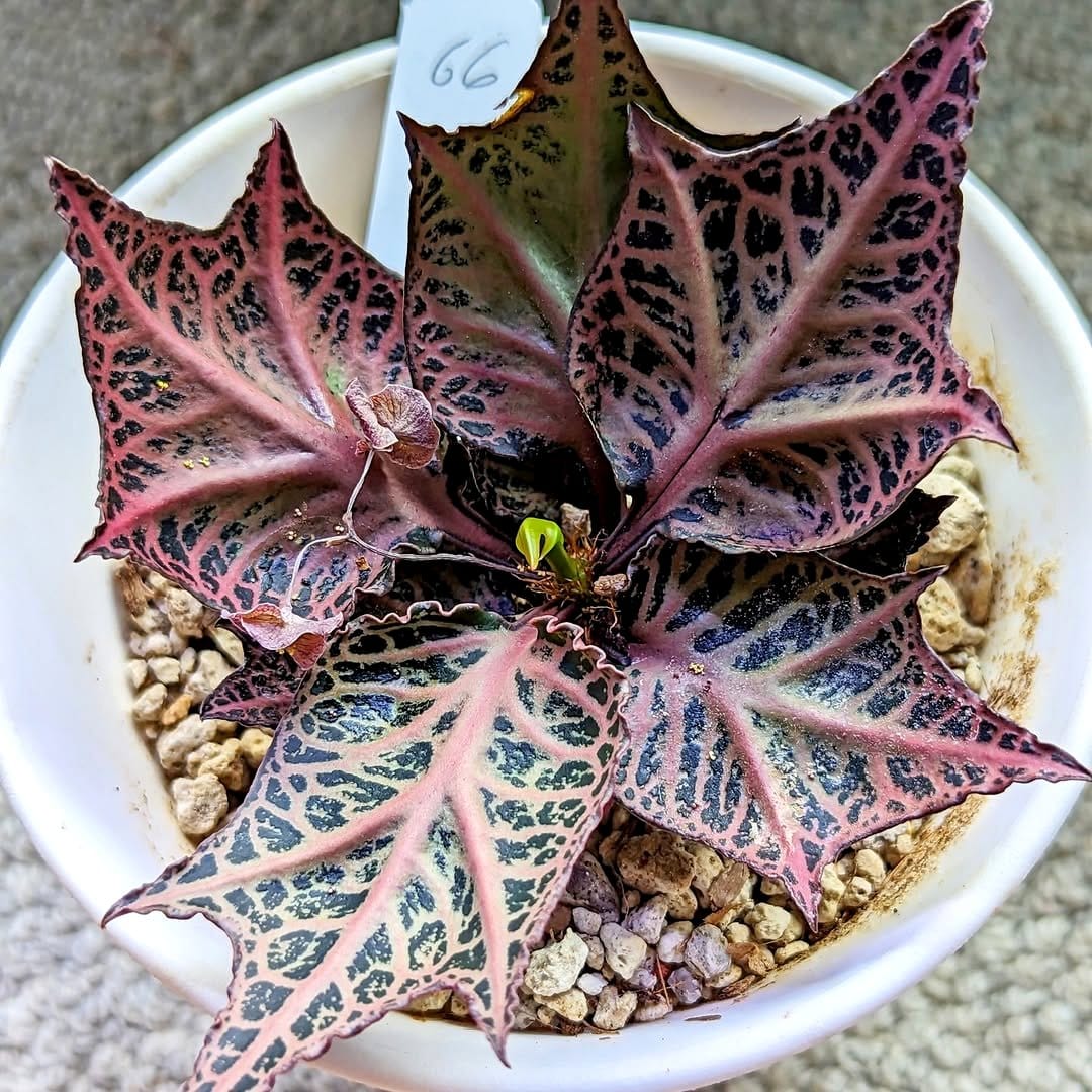 plant on a sunny windowsill