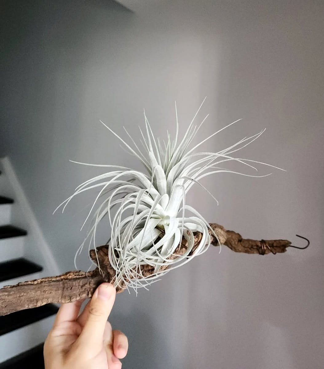 driftwood with mounted air plants