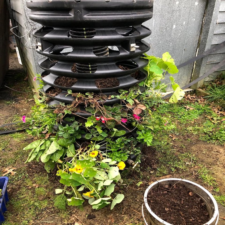 Recorder transformed into herb garden
