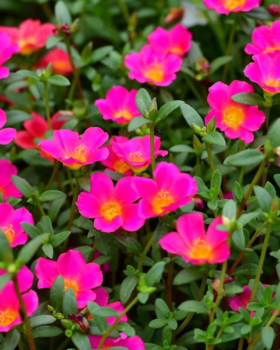 portulaca flowers in garden
