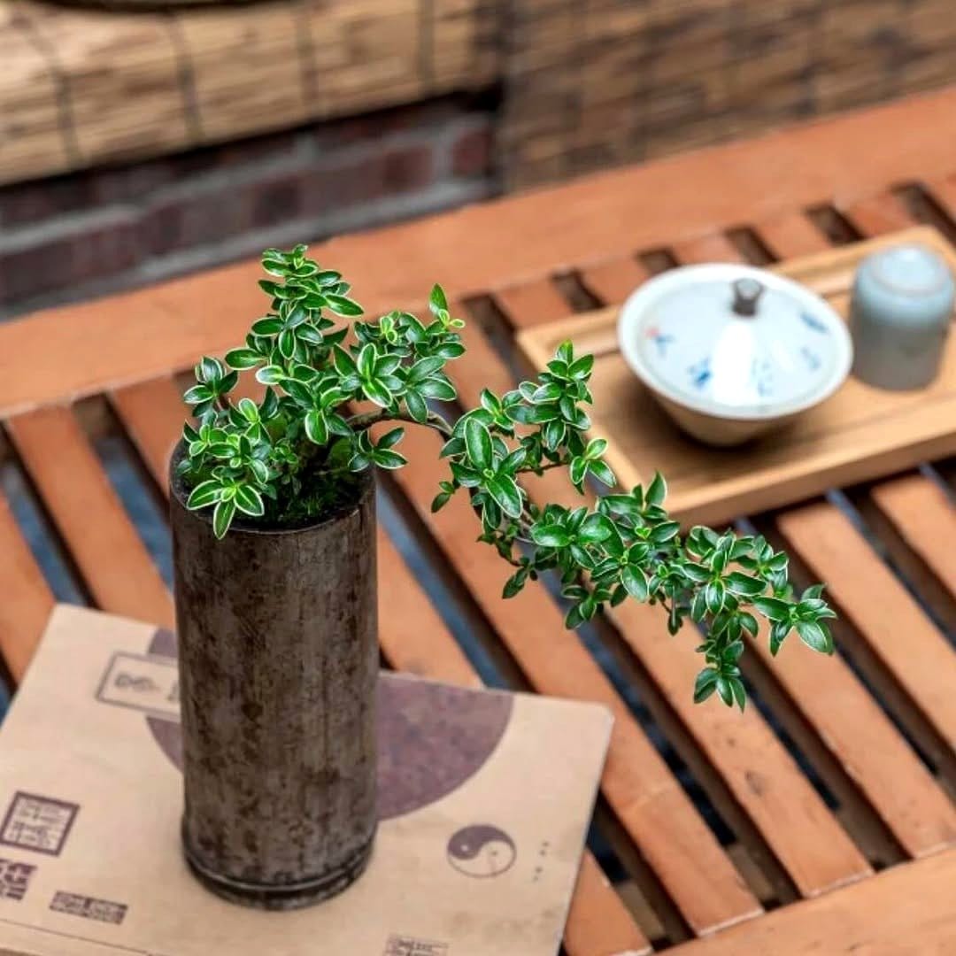 Serissa bonsai with pink blossoms