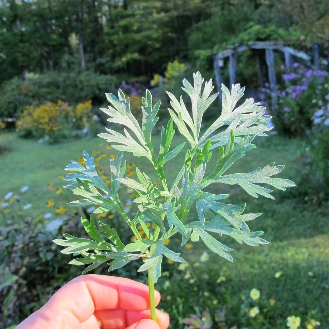 wormwood plant in pot