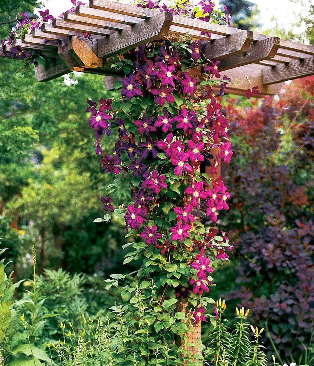 flowering climbing vines on trellis