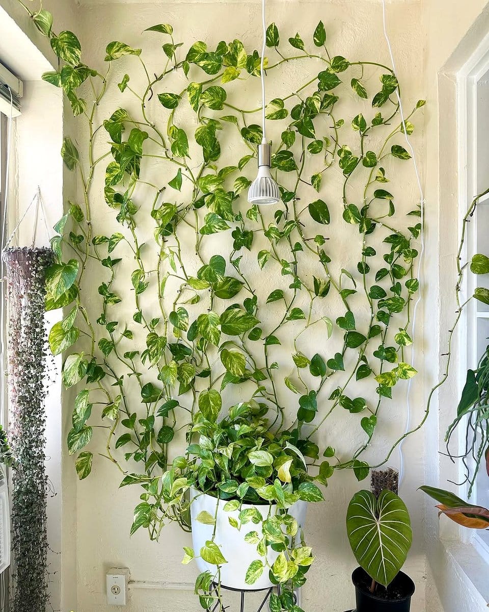 pothos in hanging planter
