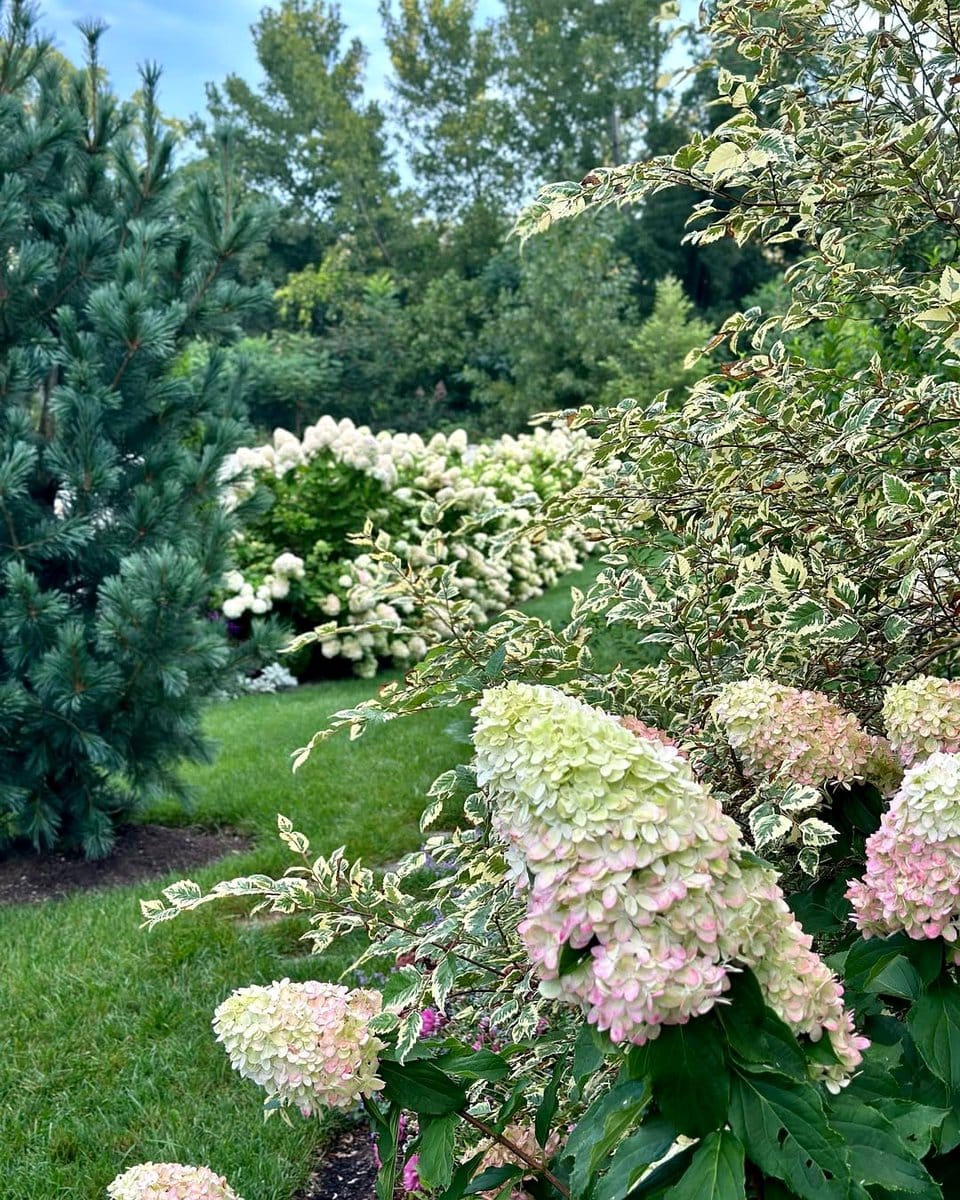 pine tree alongside hydrangea bush