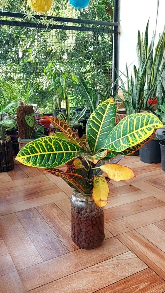 Croton and snake plant