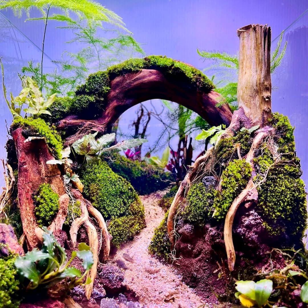 Skull-shaped aquarium with aquatic plants