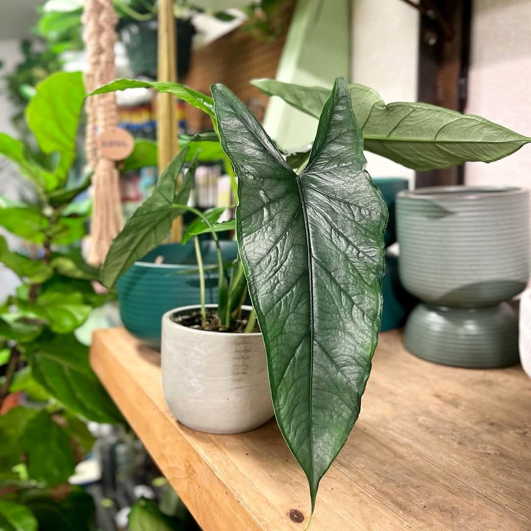 Purple heart plant with contrasting leaves