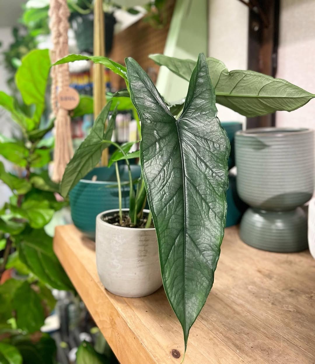 Alocasia in elegant glass planter