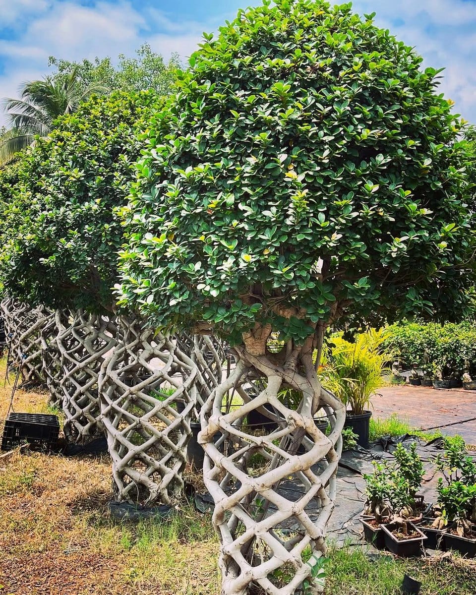 intricate plant sculpture in garden