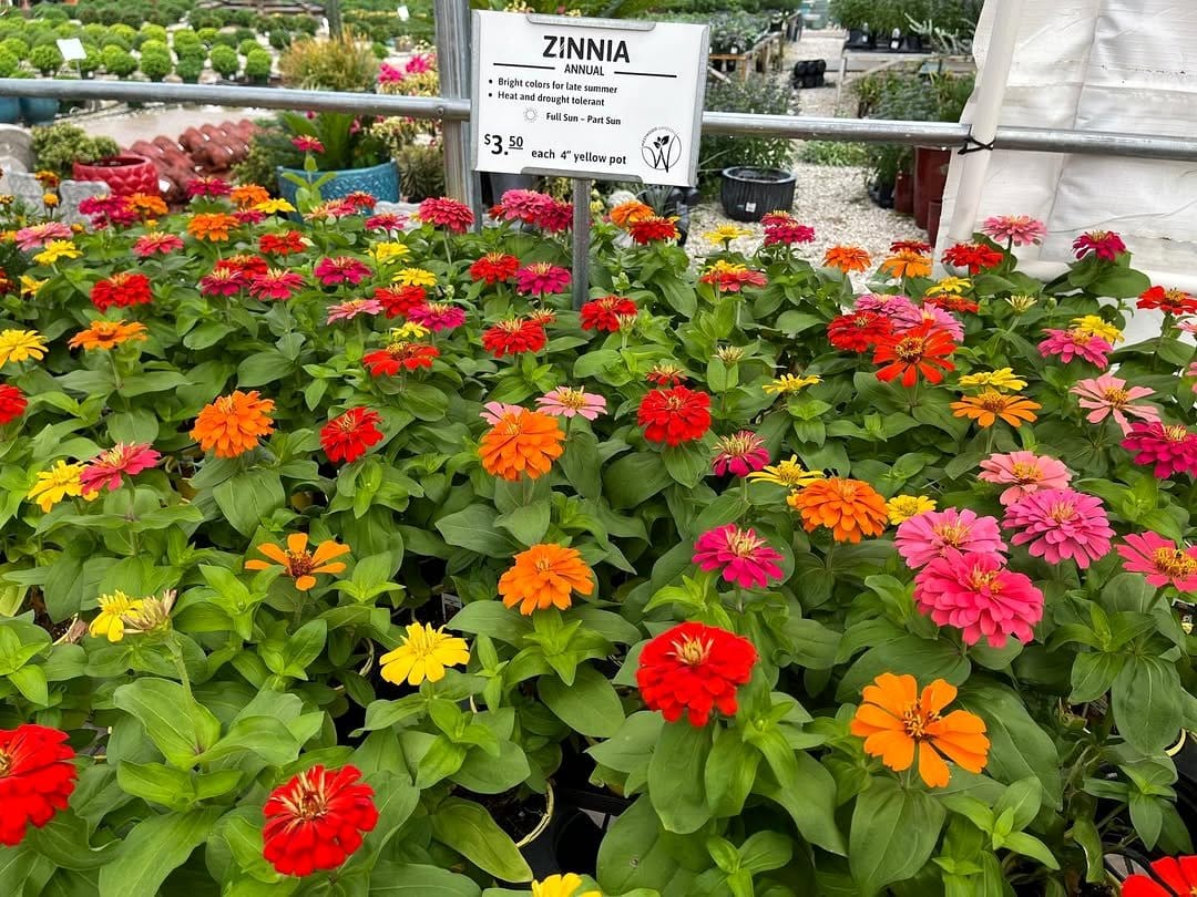 zinnias in colorful pots