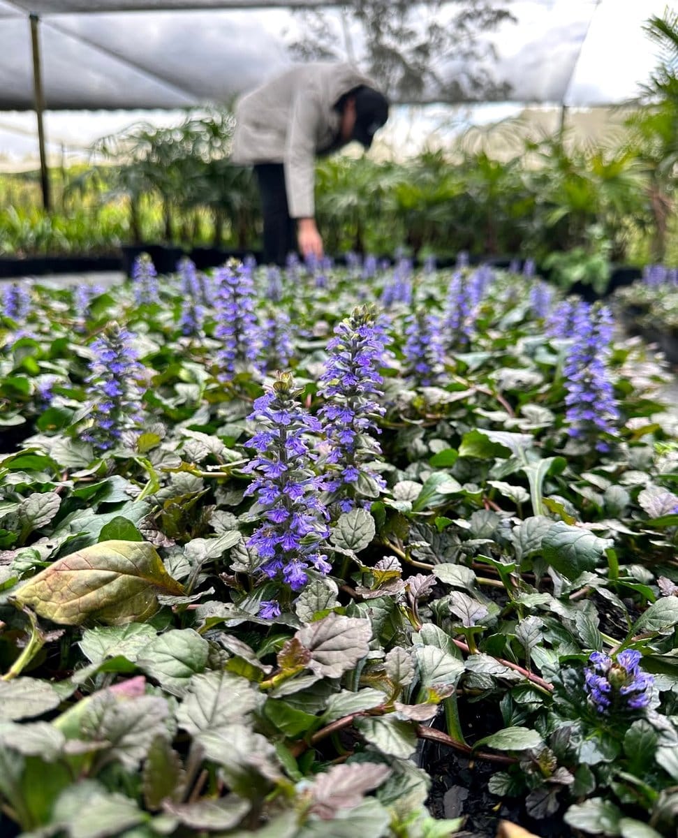 ajuga with purple flowers