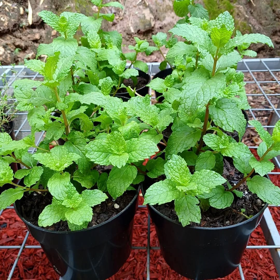 mint leaves in pot