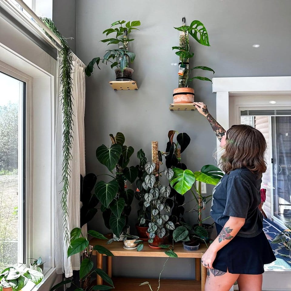 Plant trellis with leather wrap and climbing plants
