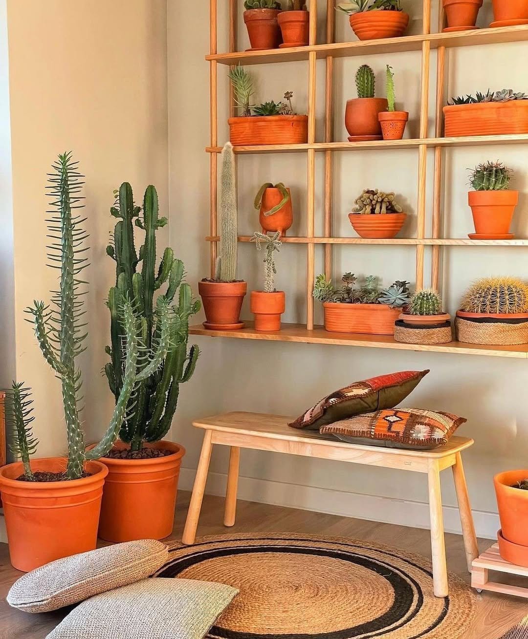 Diverse cacti in terracotta pots