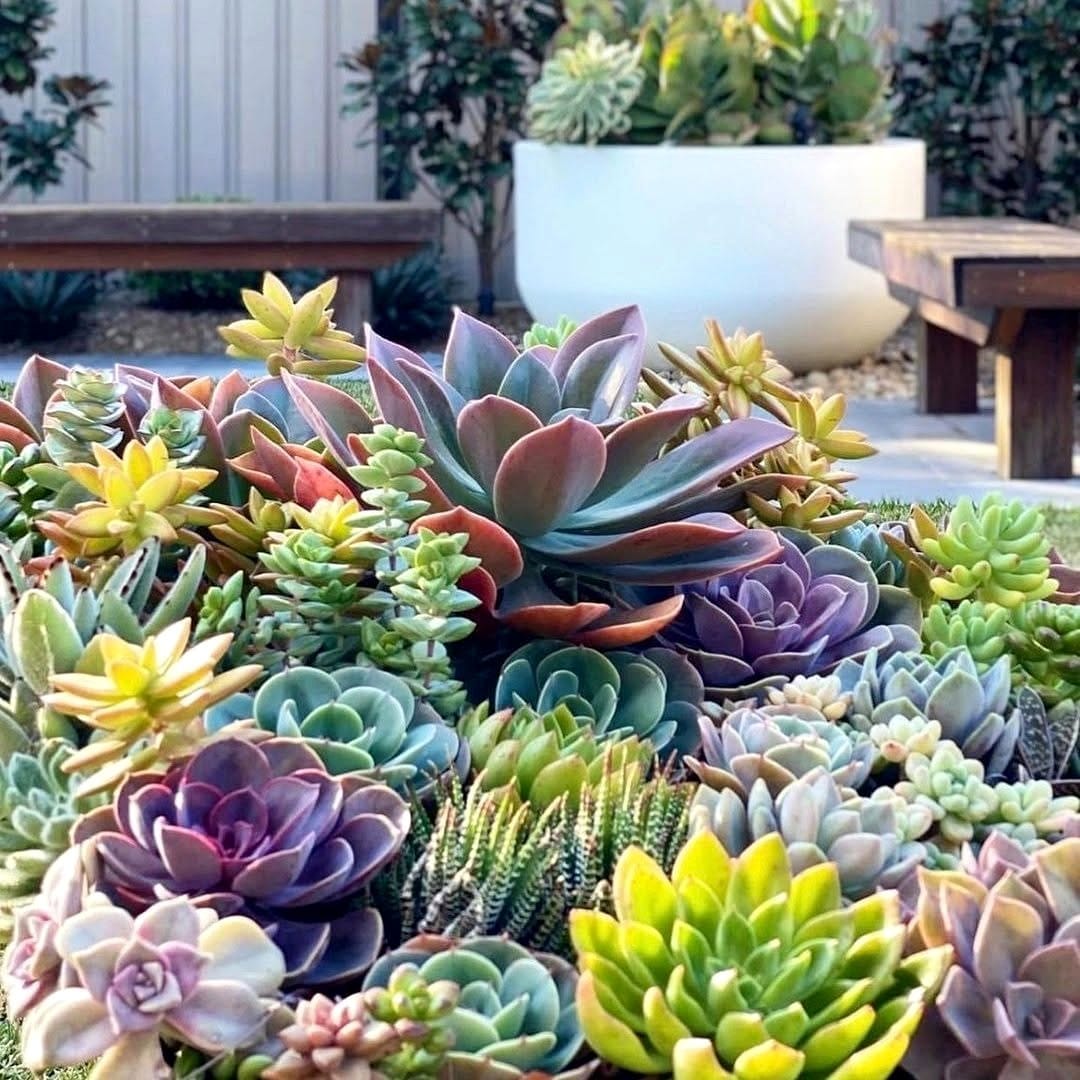 blooming succulent garden