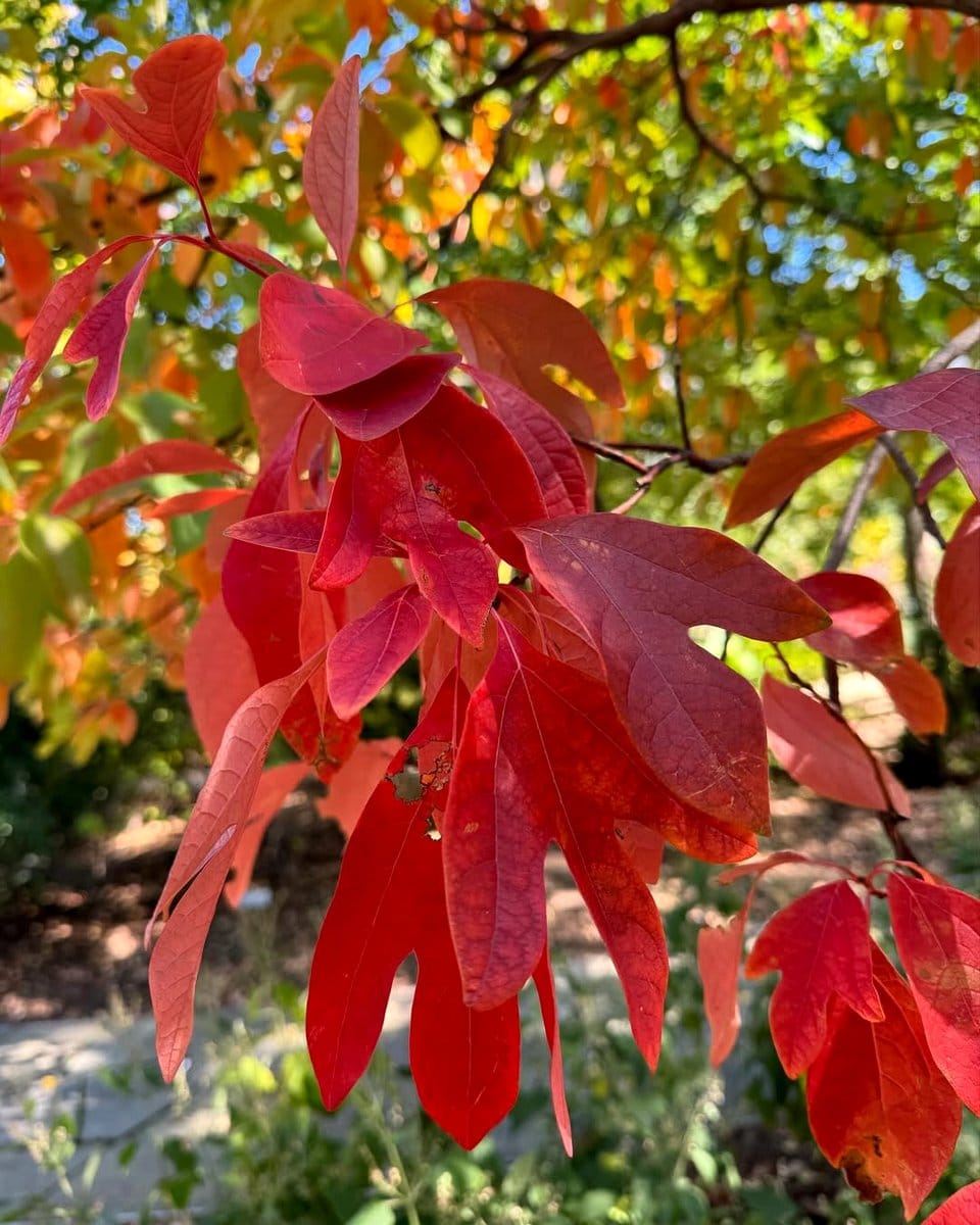 sassafras leaves in fall colors