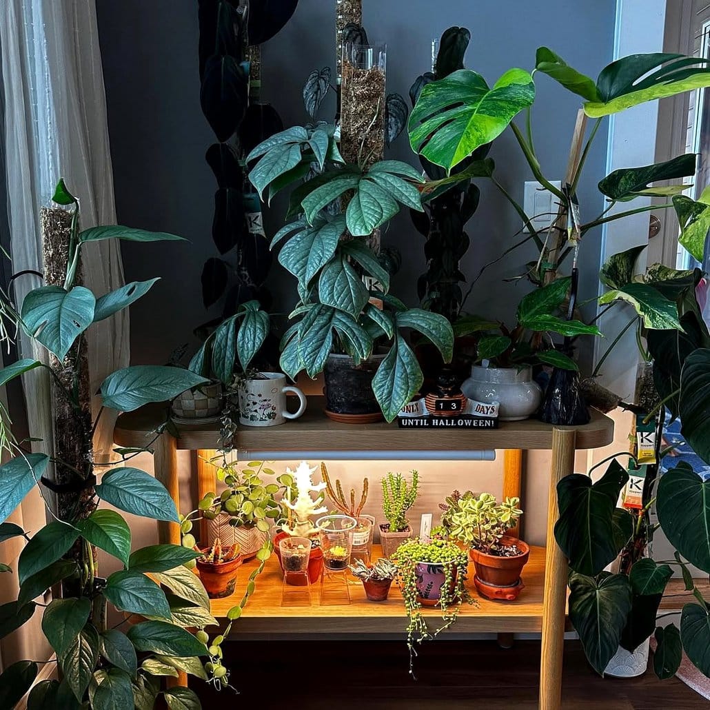 Enchanted forest-themed suitcase with miniature plants