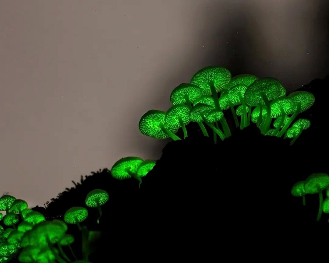 Glow-in-the-dark mushrooms in plant corner