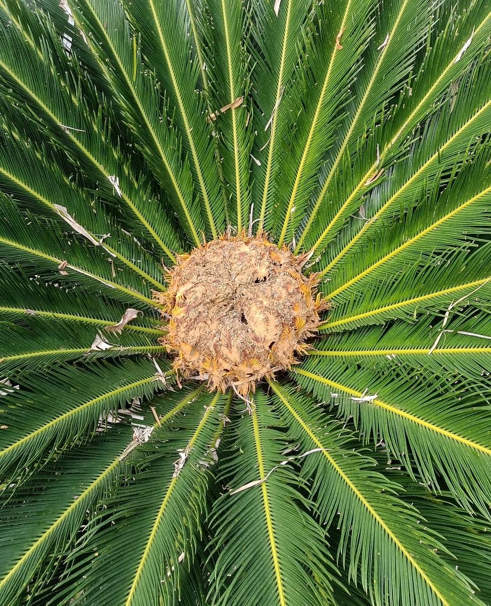 sago palm in garden