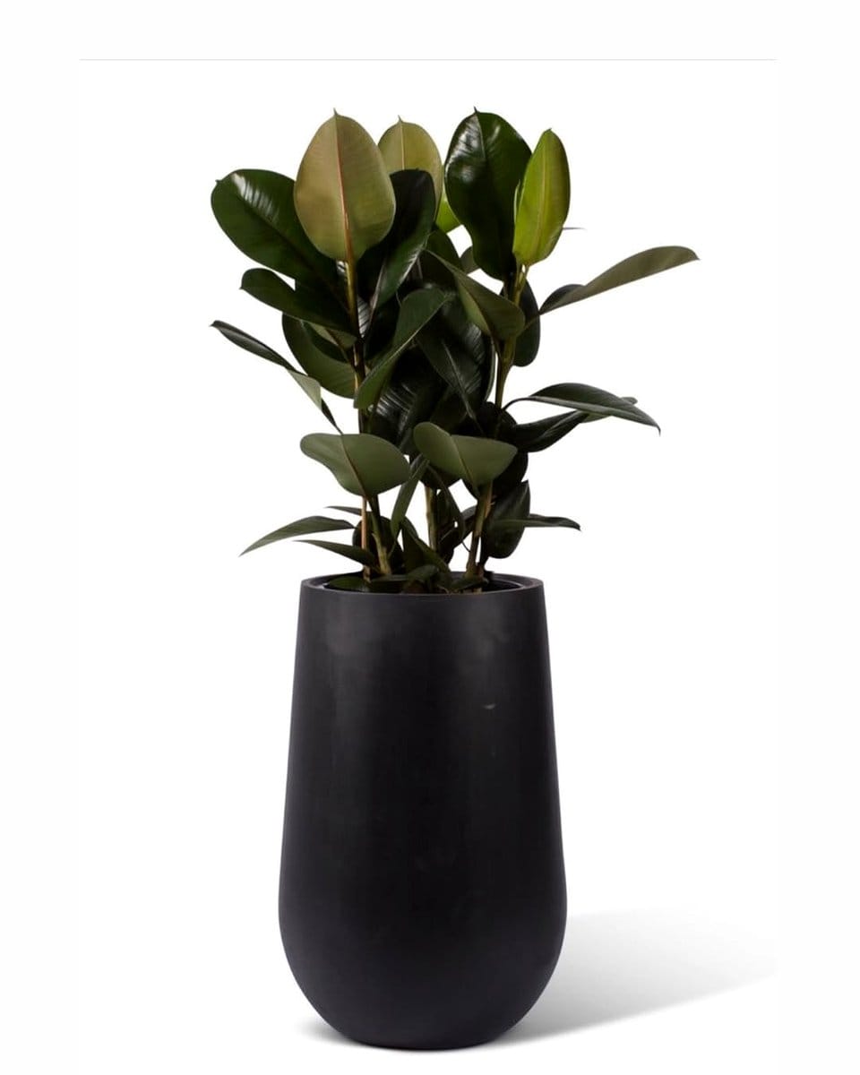 rubber plant in a ceramic pot
