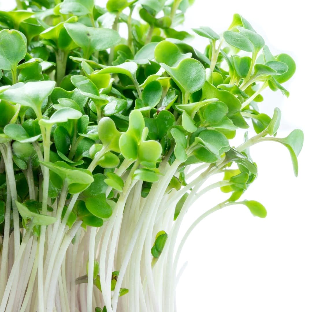 broccoli microgreens on a kitchen countertop