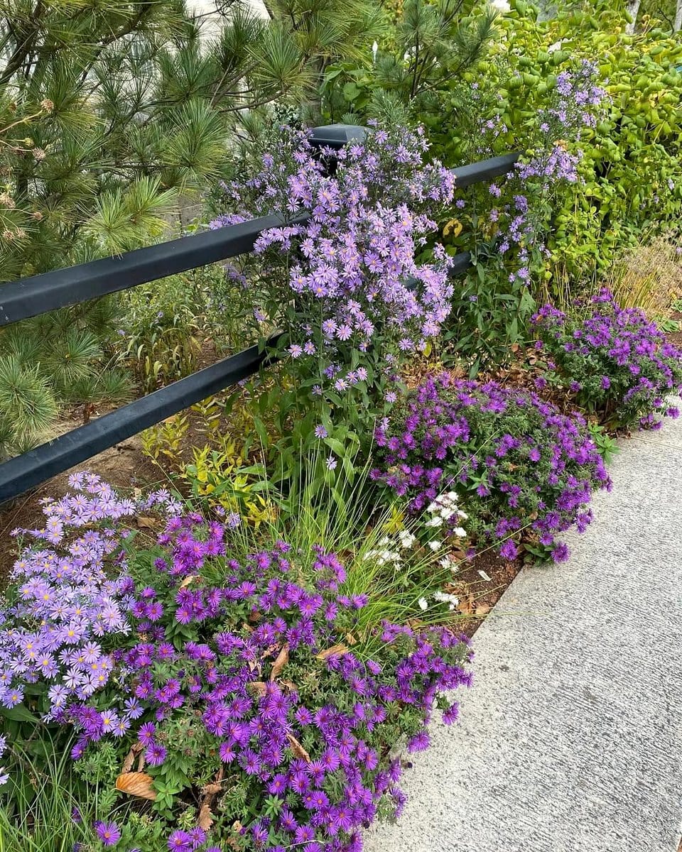 purple aster flowers in garden