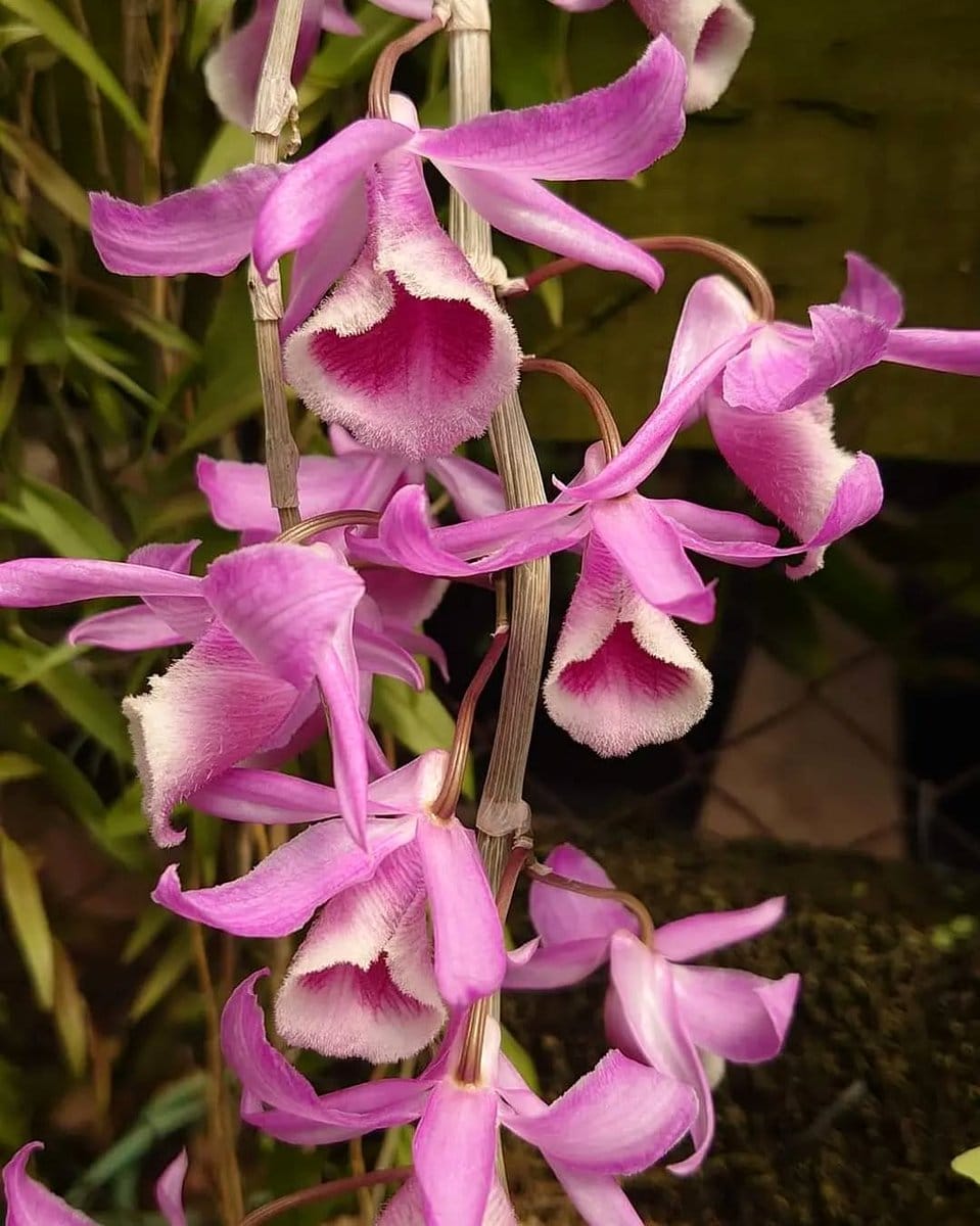 pink Dendrobium Kingianum in terrarium