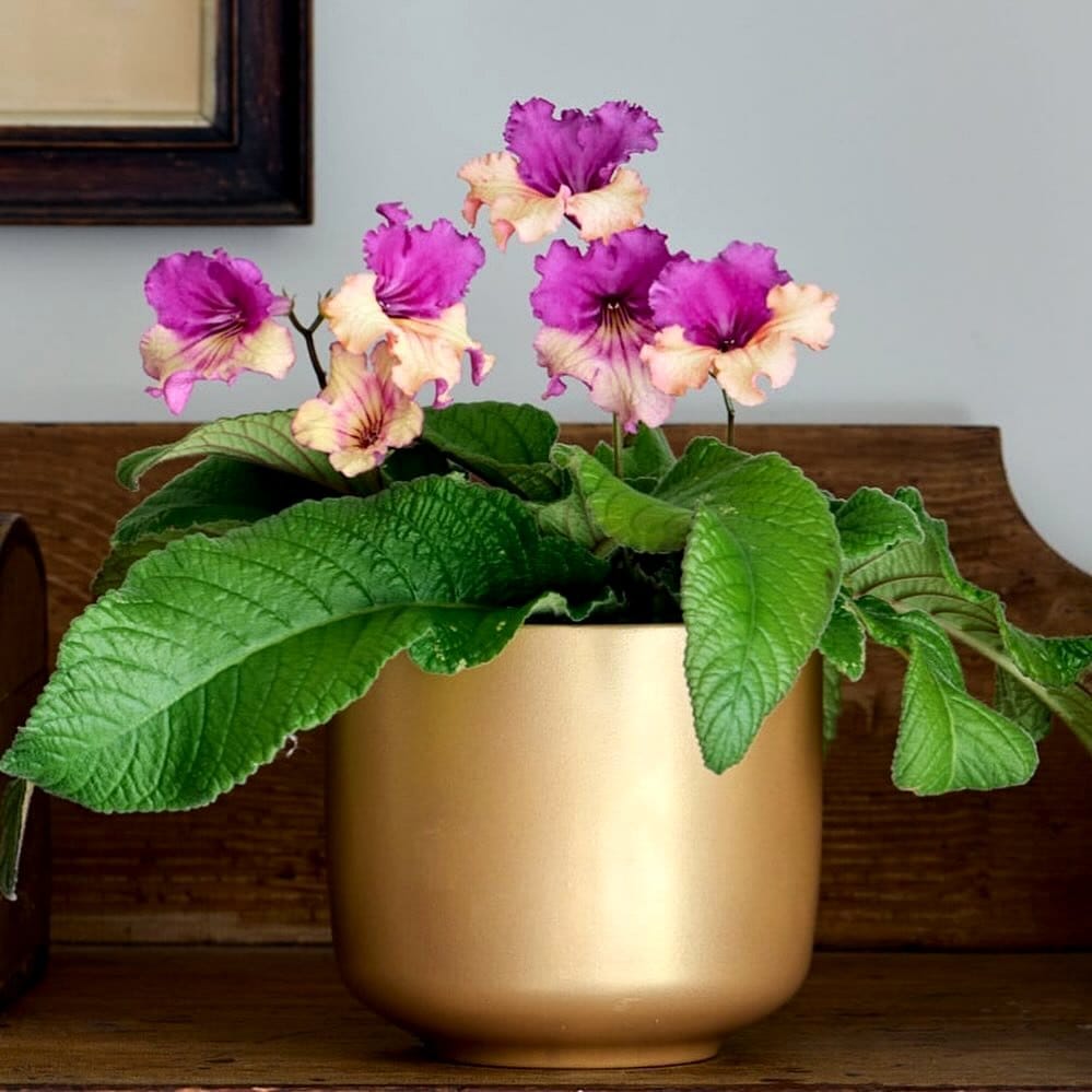 cape primrose with purple blooms
