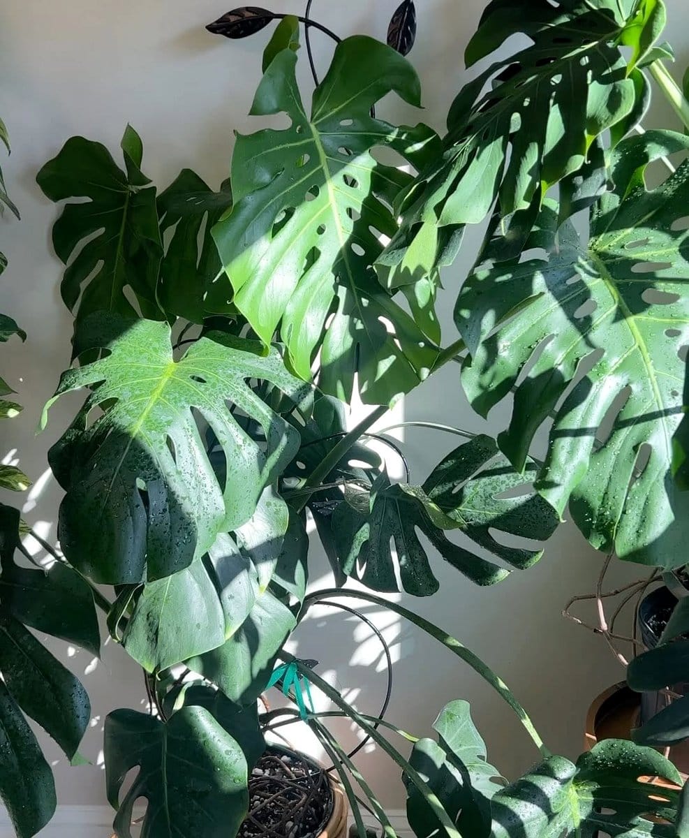 begonia plant on a patio