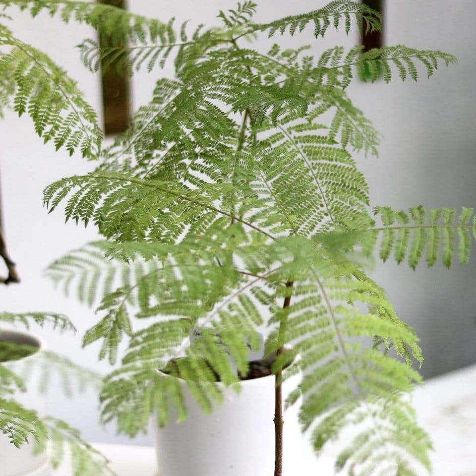 Velvet-topped plant pedestal with potted fern