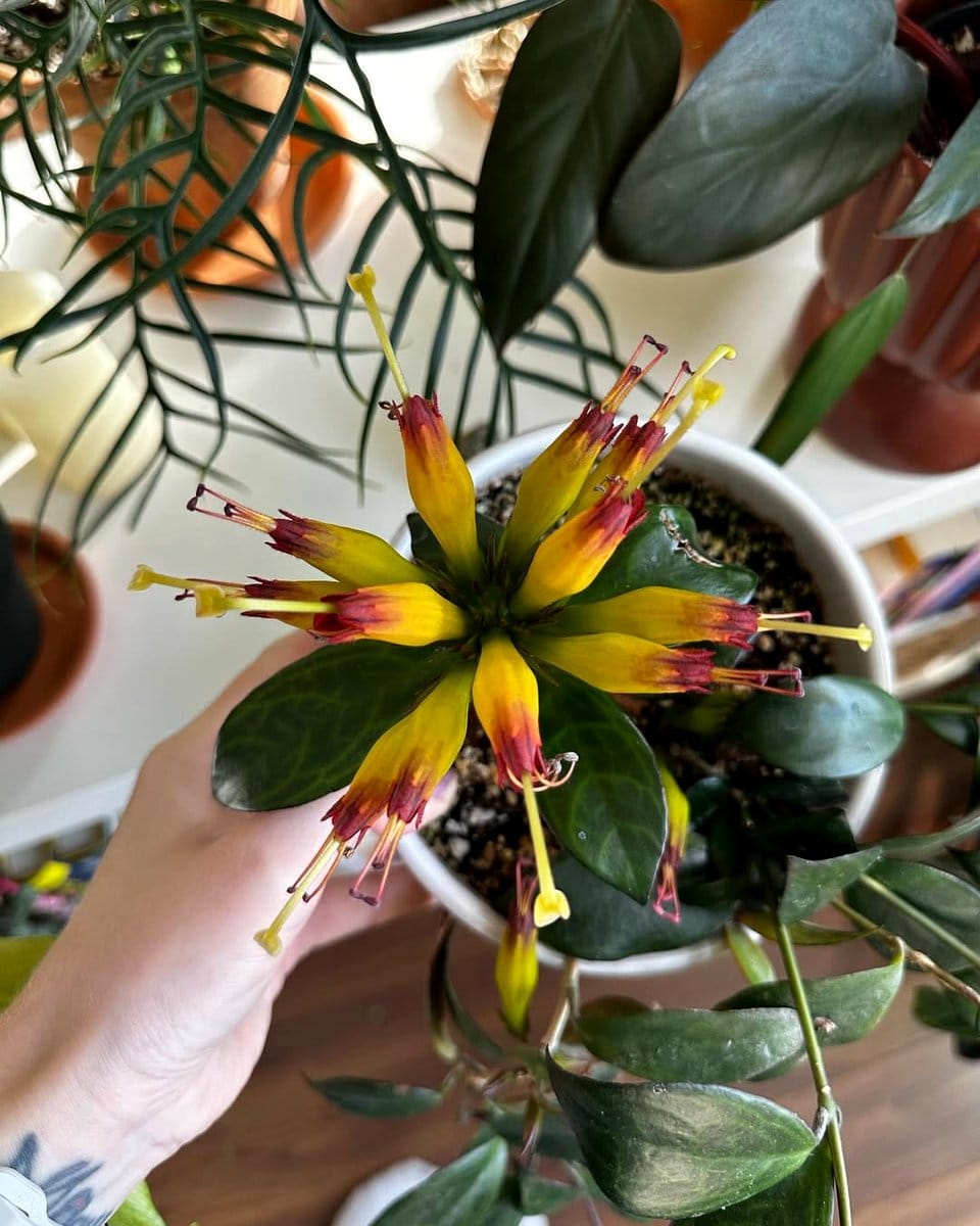lipstick plant in bloom