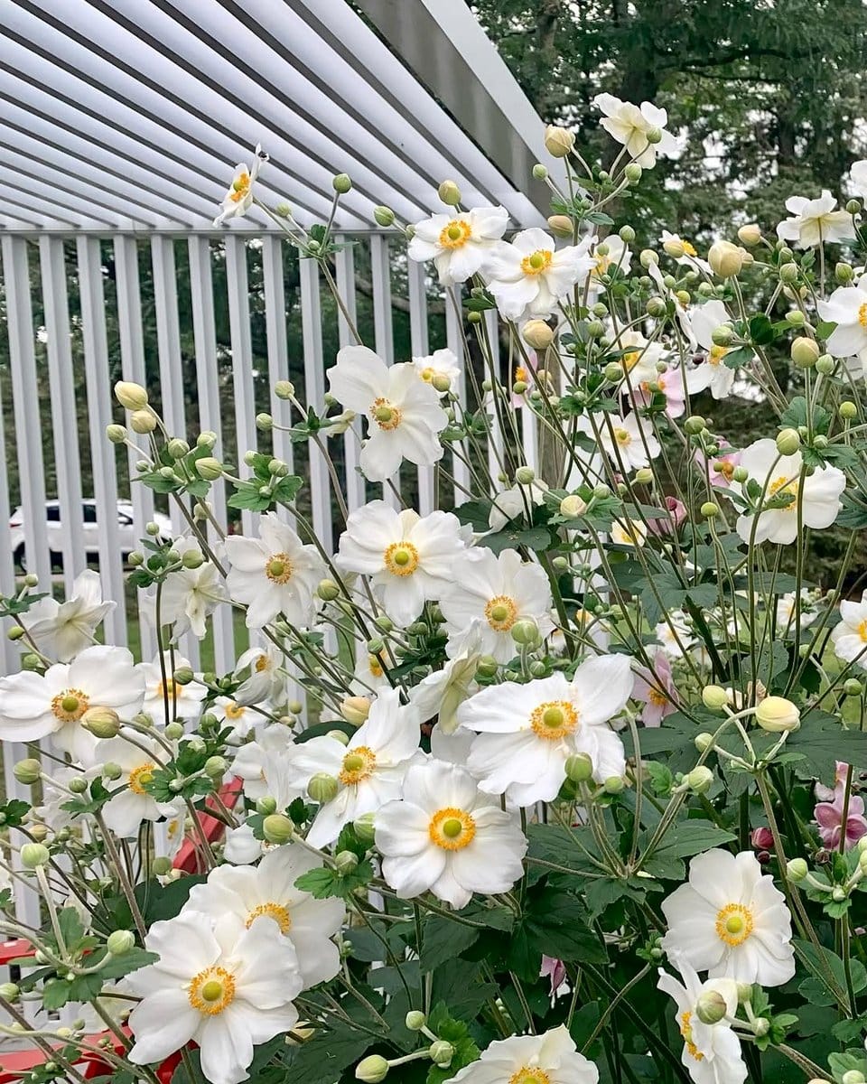 white anemone flowers swaying