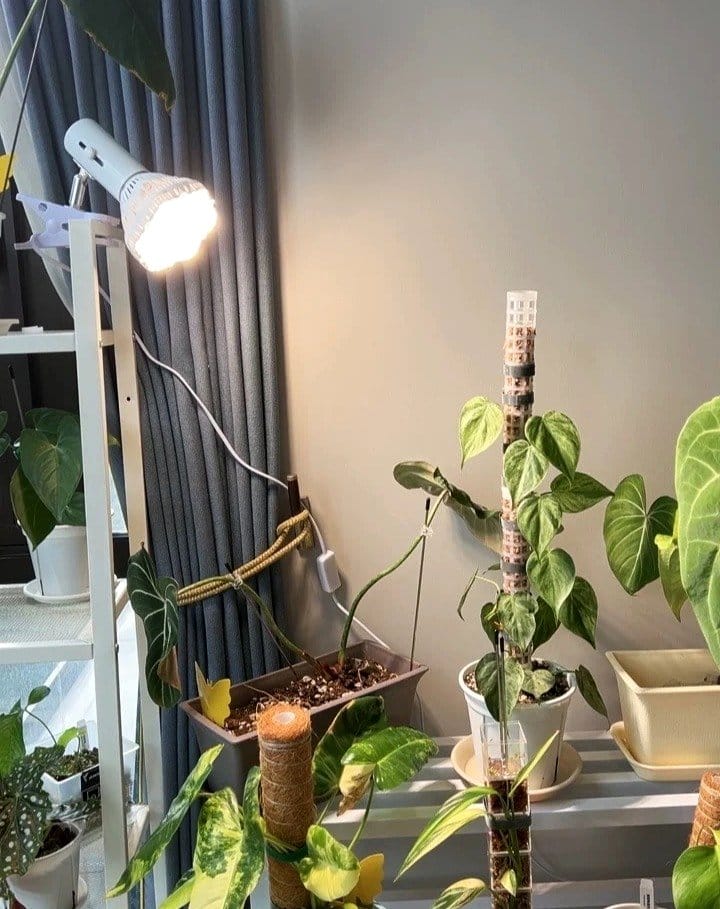 ficus plants in living room