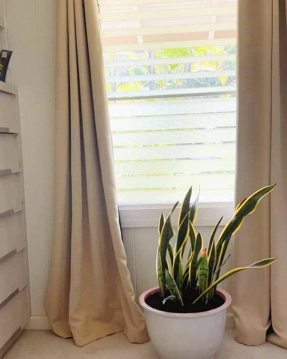 snake plant on a nightstand