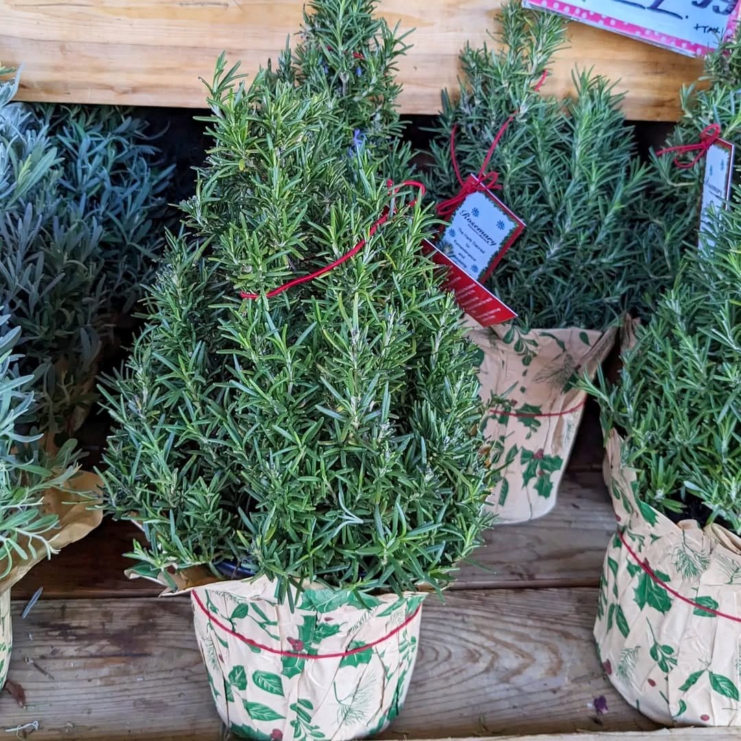 lavender and rosemary in pots