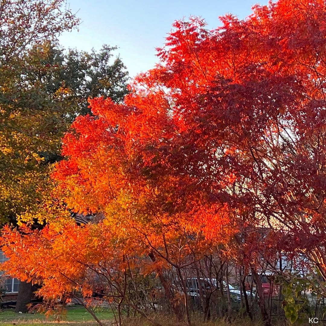 sumac plant with red leaves