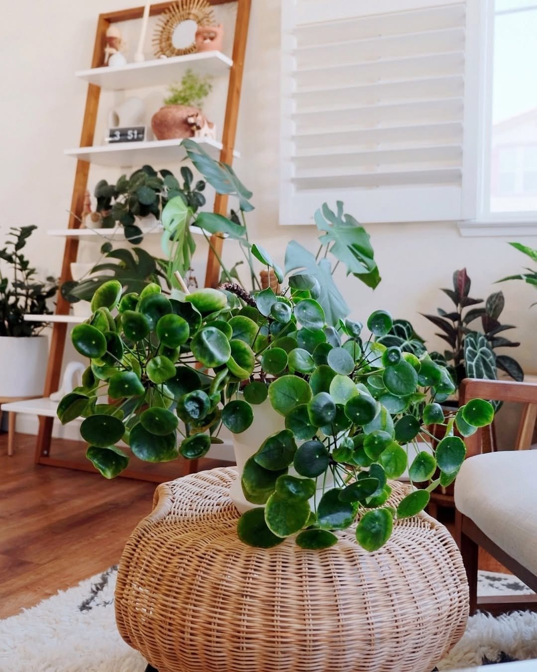 Round-leaved pilea in white pot