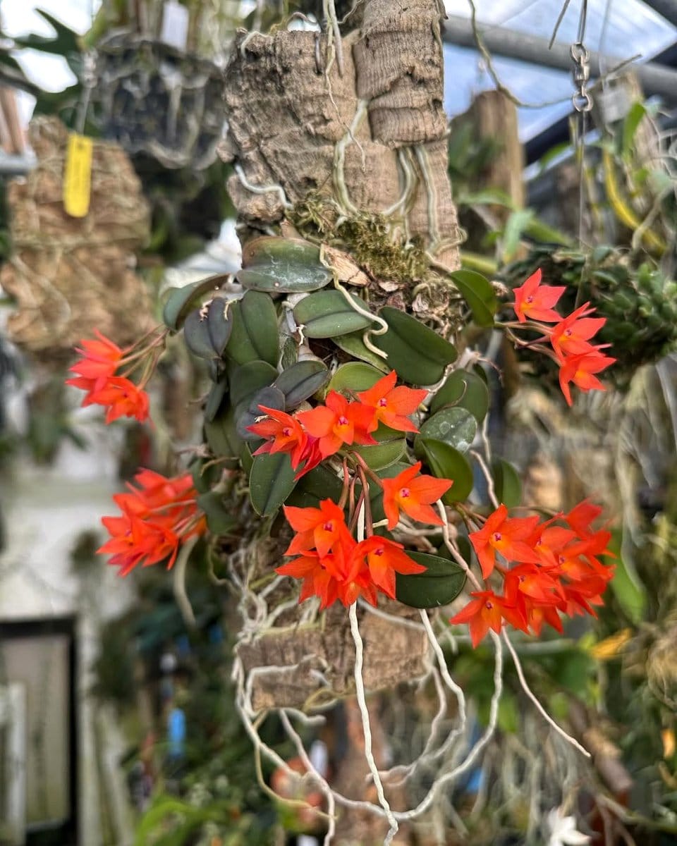 vibrant red Sophronitis Cernua flower