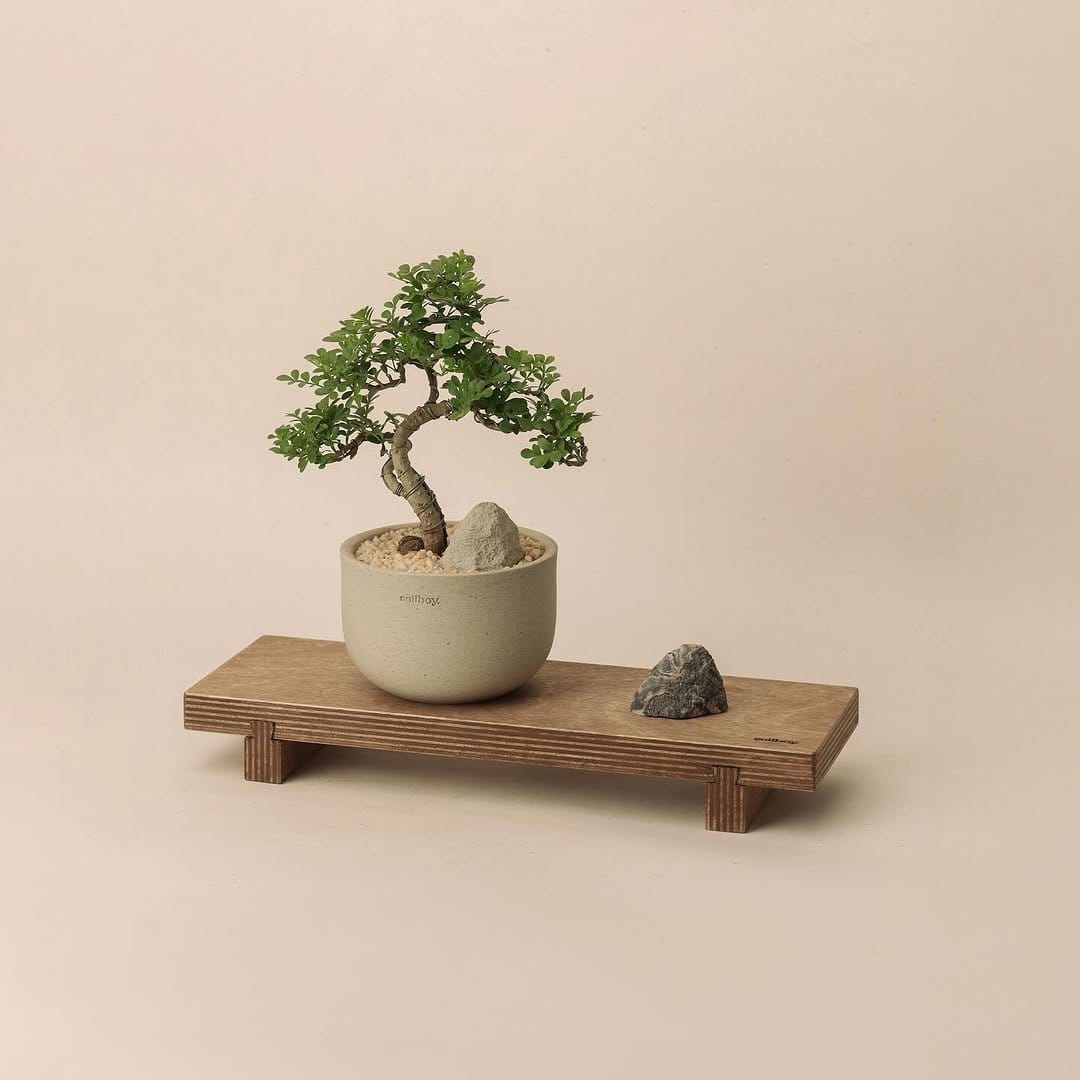 Minimalist raked sand with bonsai