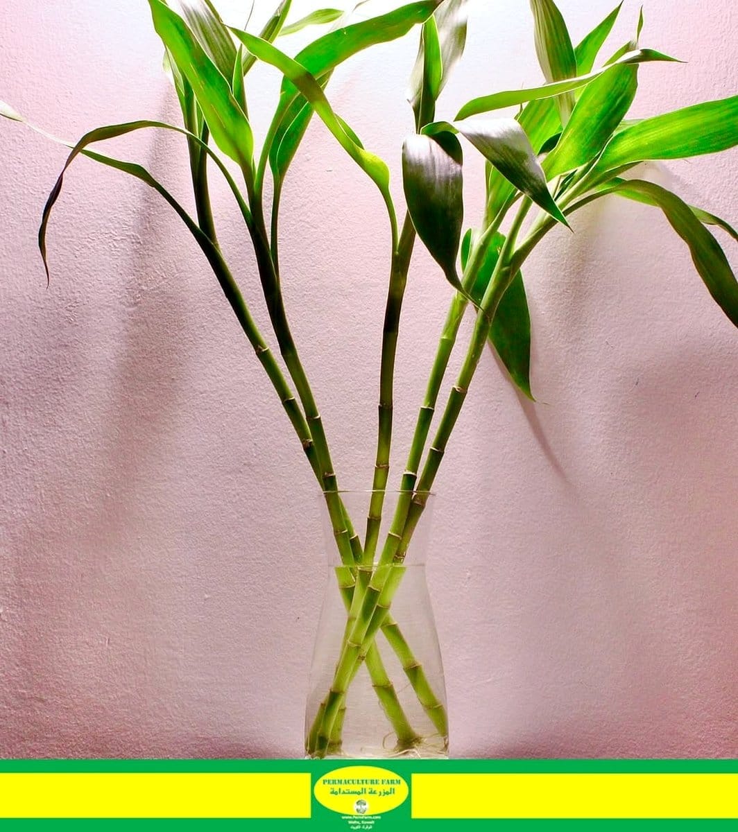 lucky bamboo in glass jar