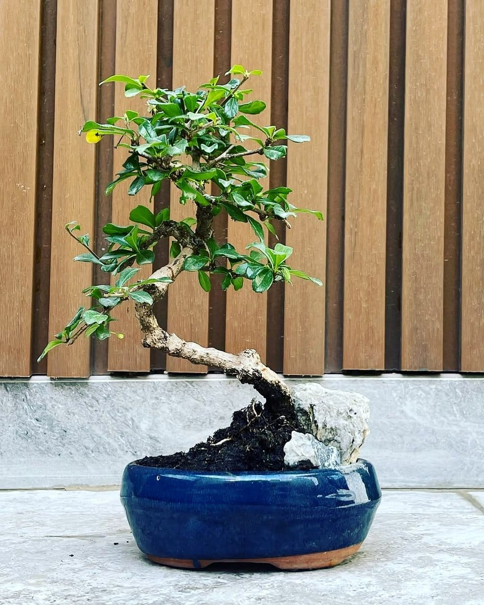 sunlit windowsill with rare bonsai