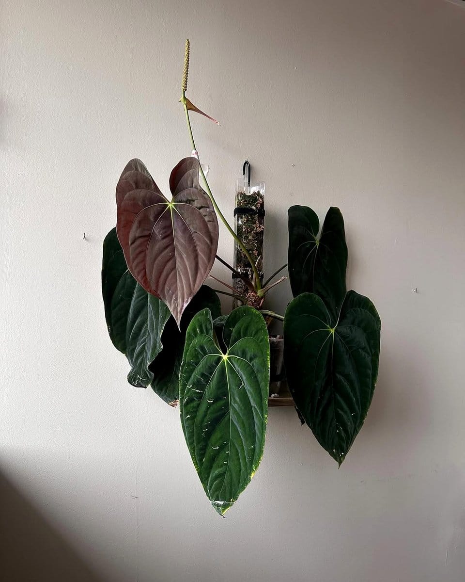 climbing plant on moss pole