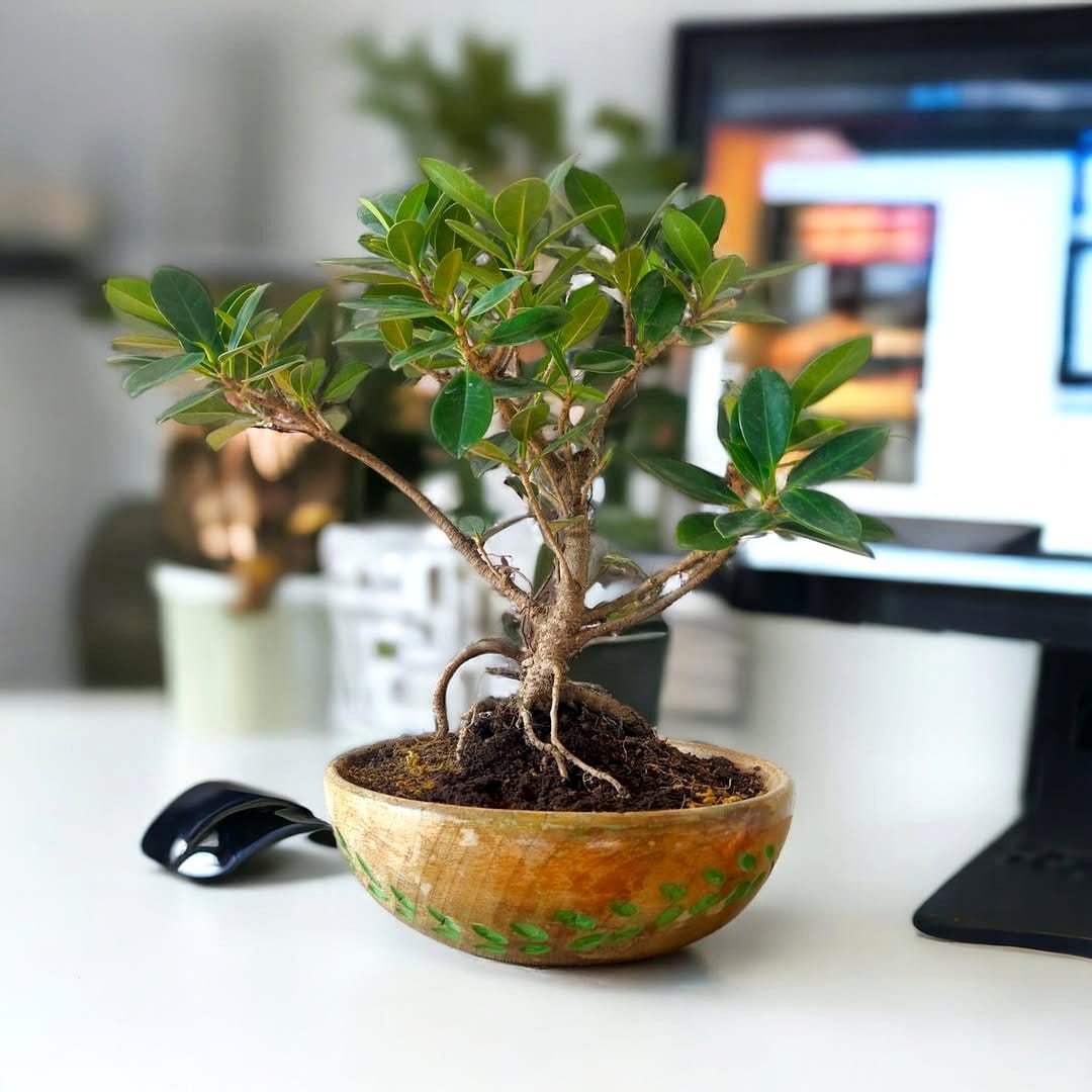 Ficus bonsai tree on wooden table