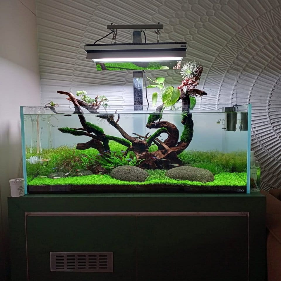 Aquatic plant shadow box display with pressed algae