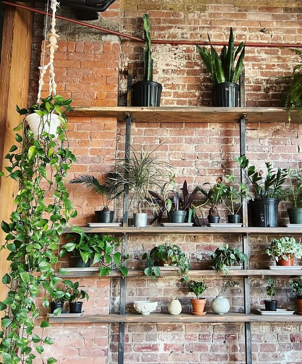 floating shelves with trailing plants